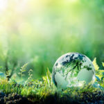 Globe On Moss In Forest - Environment Concept