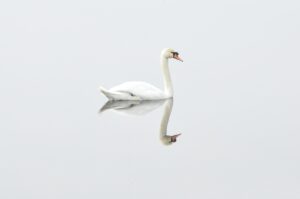 Reflection of a swan on the water.