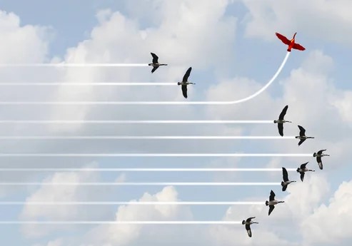 Birds flying in formation, but one red bird is breaking formation.