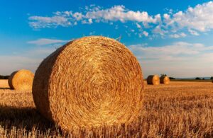 Hay bales in a field.