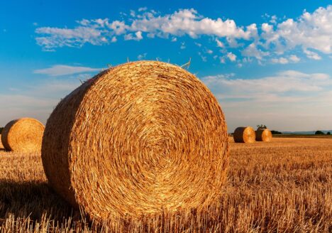 Hay bales in a field.