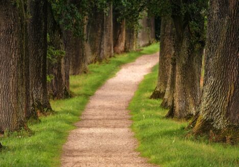 A path in the woods.