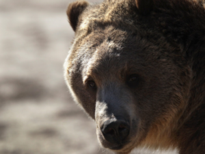 The face of a bear.