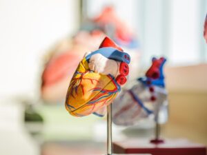 A heart plastic model for learning the parts of the heart.