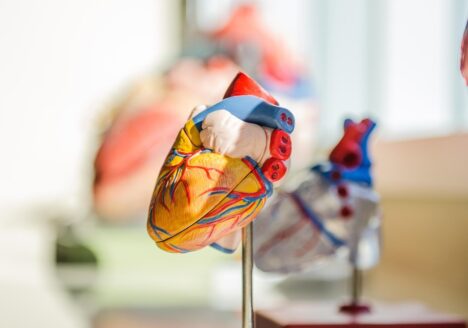 A heart plastic model for learning the parts of the heart.