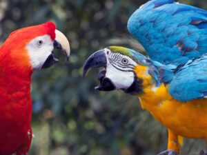 Two parrots arguing.